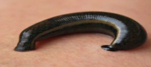 A természetgyógyászat holisztikus megközelítése szerint a test természetes öngyógyító képességét támogatja különböző alternatív módszerek révén. A piócaterápia, mint a természetgyógyászat egyik speciális ág, a piócák által kibocsátott bioaktív anyagokkal segíti elő a vérkeringés javítását és a gyulladások csökkentését. 